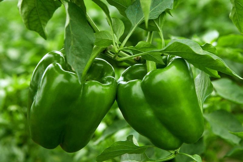 PMB Organic capsicum Seed  (40 per packet)