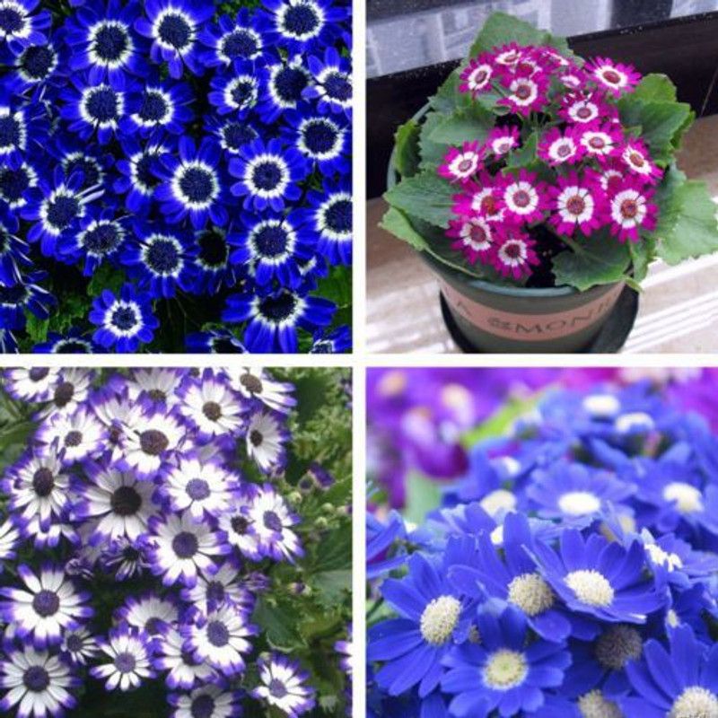 Nodoc Cineraria Seed  (45 per packet)