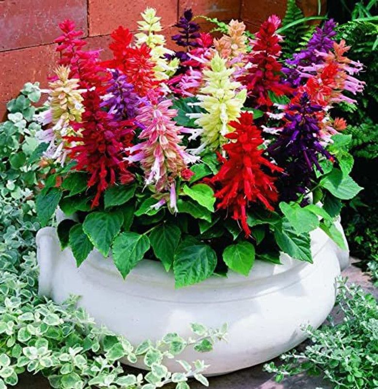 KANAYA Salvia Mixed Seed  (15 per packet)