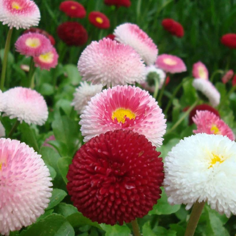 CYBEXIS English Daisy Mixed Colour Flower Seeds Good Germinetion Seed  (1 g)