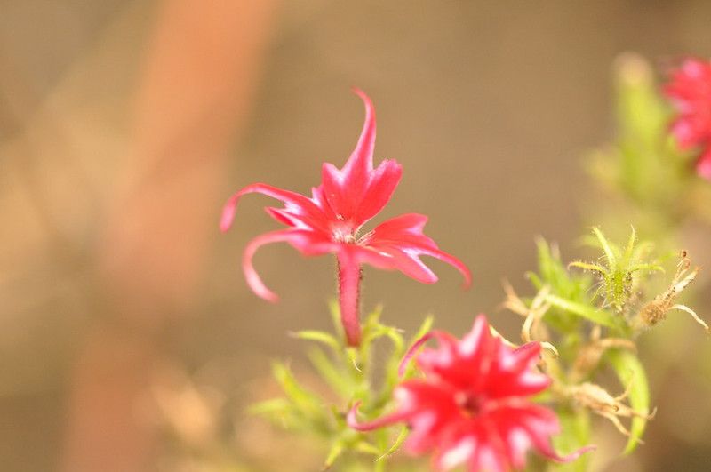 Mozette Exotic phlox twinkle Seed  (38 per packet)