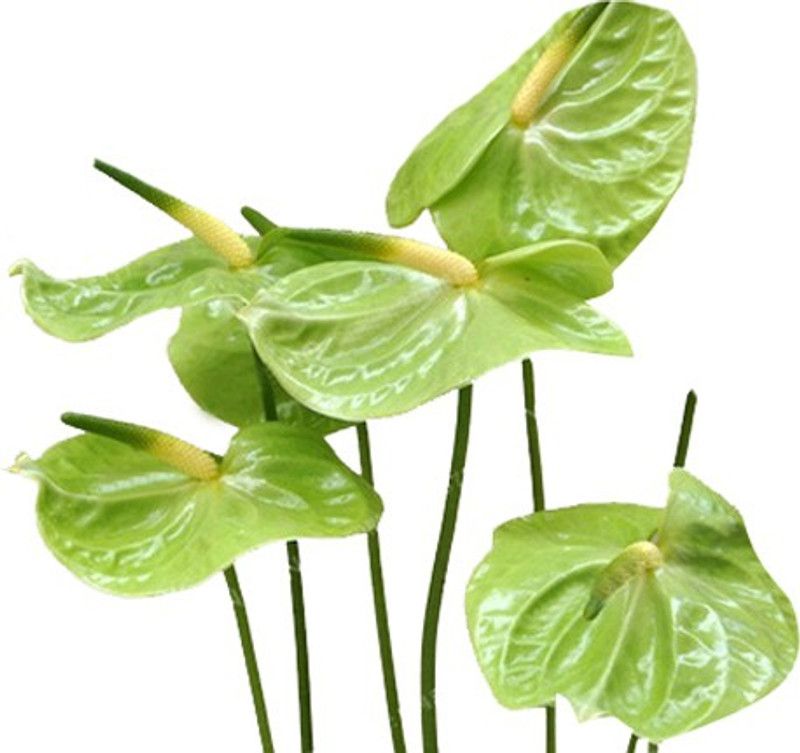 Redoak Anthurium Andraeanu Seeds - Green Seed  (50 per packet)