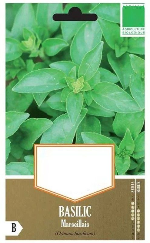 WILLVINE KGF -12 Marseille basil seeds Seed  (2000 per packet)