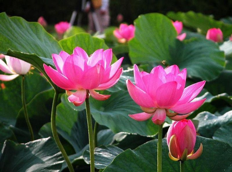 SAGAR Lotus Seed  (300 per packet)