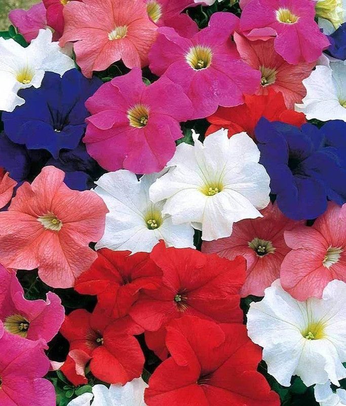 CYBEXIS Balsam Mixed Flowers Seeds (GMO Free) Seed  (1 g)