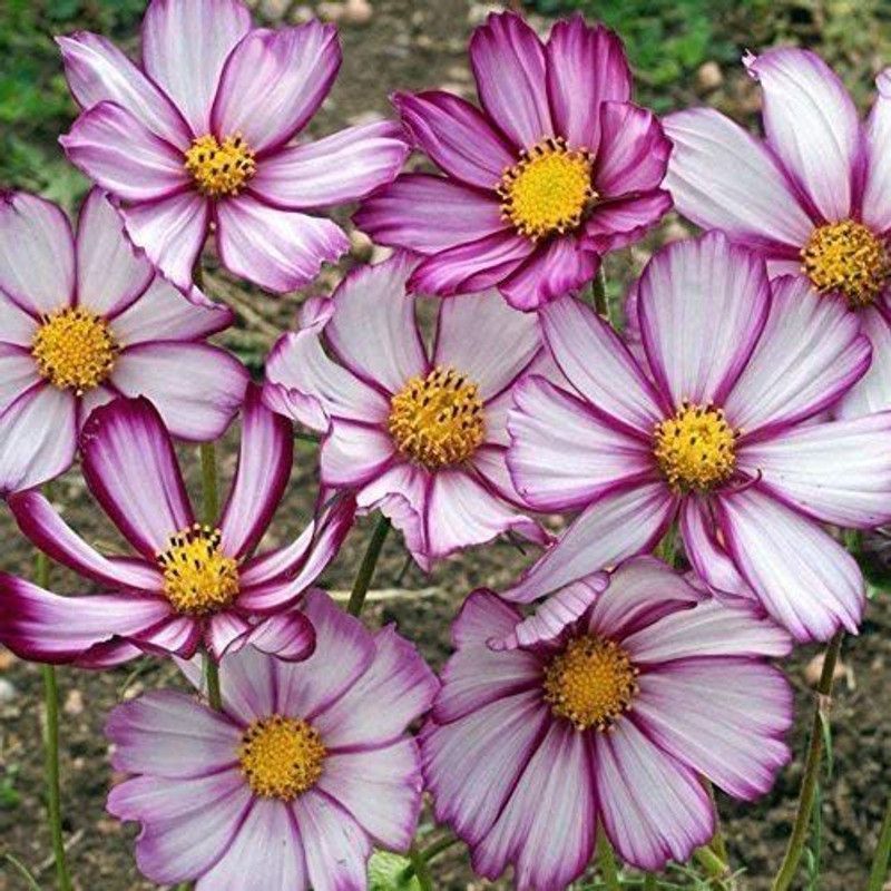 CYBEXIS Cosmos Picotee Mi Seed  (50 per packet)