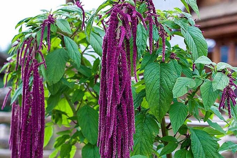 XOLDA Amaranthus Love Lies Bleeding Seed  (43 per packet)