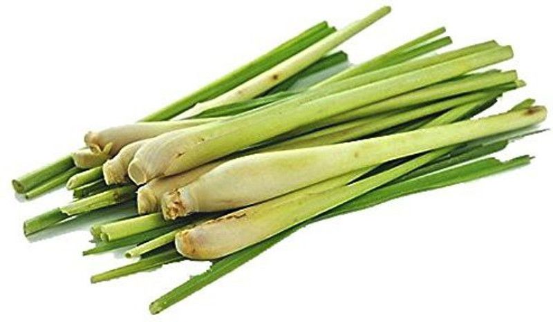 Mozette Lemon Grass Seed  (27 per packet)