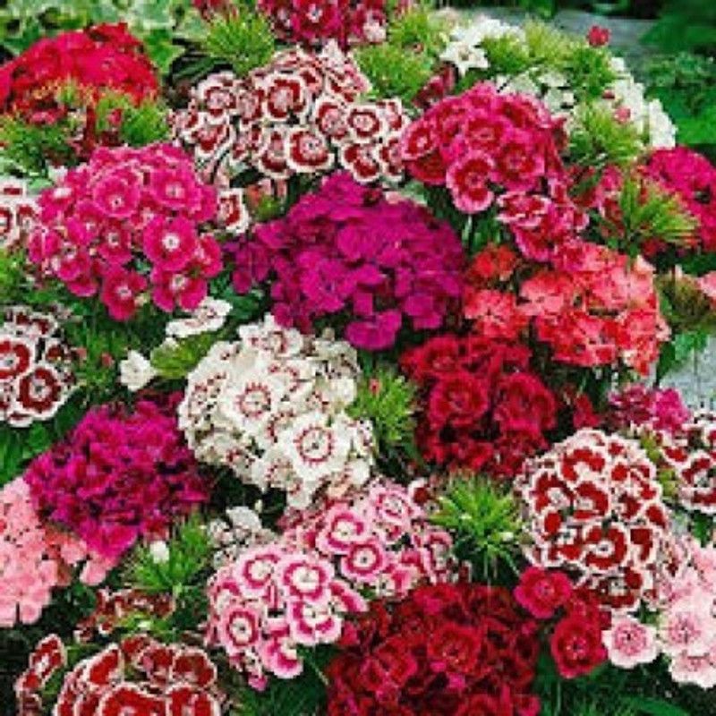 Mozette Dianthus Mix Flowers Seed  (45 per packet)