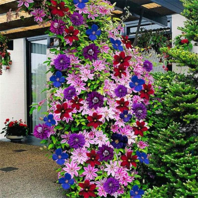 VibeX Clematis Seed  (10 per packet)