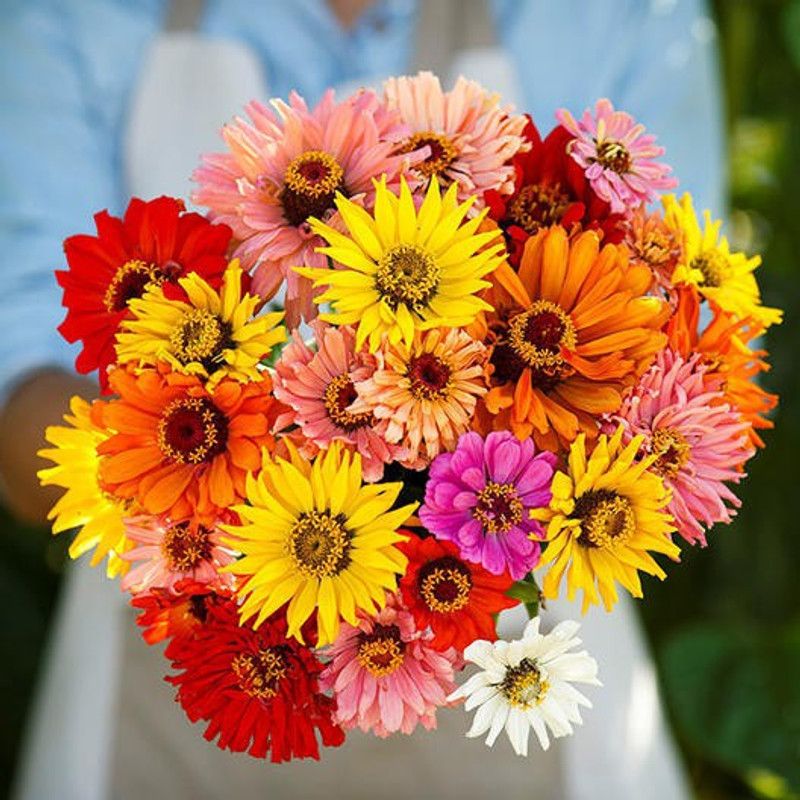 Paudha Zinnia Mixed Seed  (31 per packet)