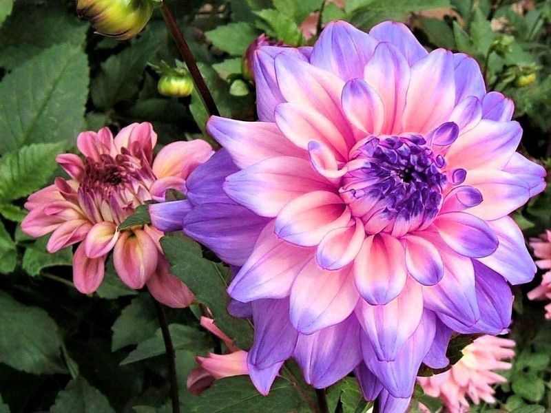 CYBEXIS Blue and White Point Dahlia Seeds Seed  (50 per packet)