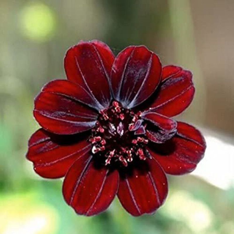 CYBEXIS Rare Cosmos Flower Seeds-Blooms Seed  (50 per packet)