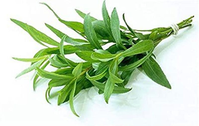 XOLDA Terragon Seed  (52 per packet)