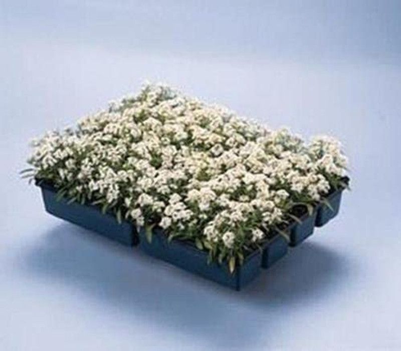 CYBEXIS Seeds of Alyssum Aphrodite Series White Annual Seed  (50 per packet)