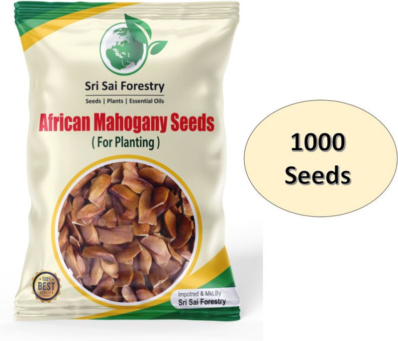 SRI SAI FORESTRY Mahogany Tree Seeds, 1000 Seeds, African Mahogany Seeds for Planting Seed  (1000 per packet)