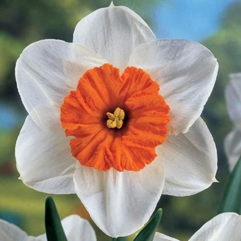 FERNSFLY® IMP. Daffodil Aromatic Flower Bulbs Winter Flower Home Pot Land Gardening Bulbs planting (Pack of 4 Professor Einstein Daffodil) Seed  (4 per packet)