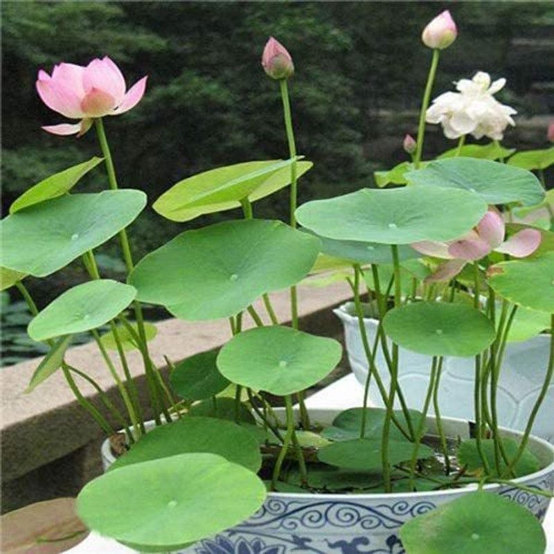 VibeX ® LXI-60 Water Lily Flower Seeds Seed  (25 per packet)