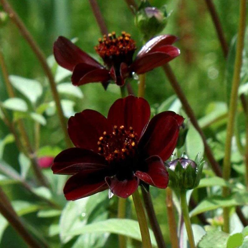 CYBEXIS Chocolate Cosmos Bipinnatus Cliopsis Seed  (50 per packet)
