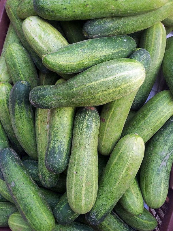 Countgreen Plus Cucumber (Kheera) Seed  (50 per packet)