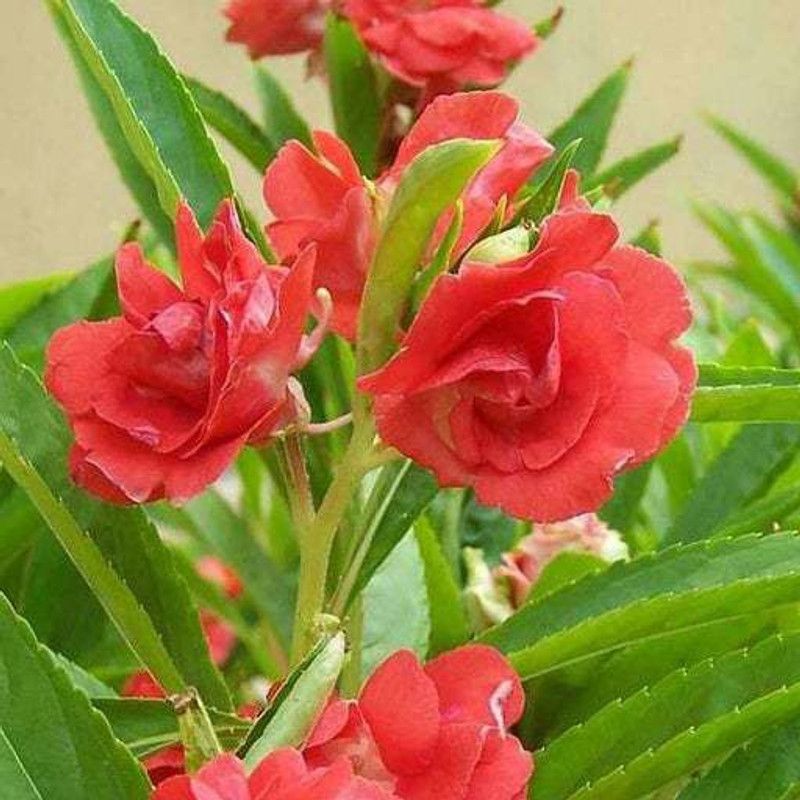 XOVO Exotic Balsam Mix Flower Seed  (55 per packet)