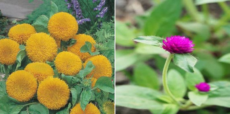 xcentax SUN DWARF SUNGOLD & Gomphrena Seed  (25 per packet)