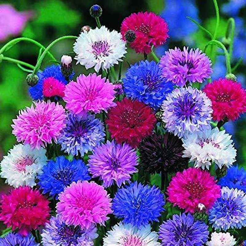 KANAYA Cornflower F1 Hybrid Flower Seed  (110 per packet)