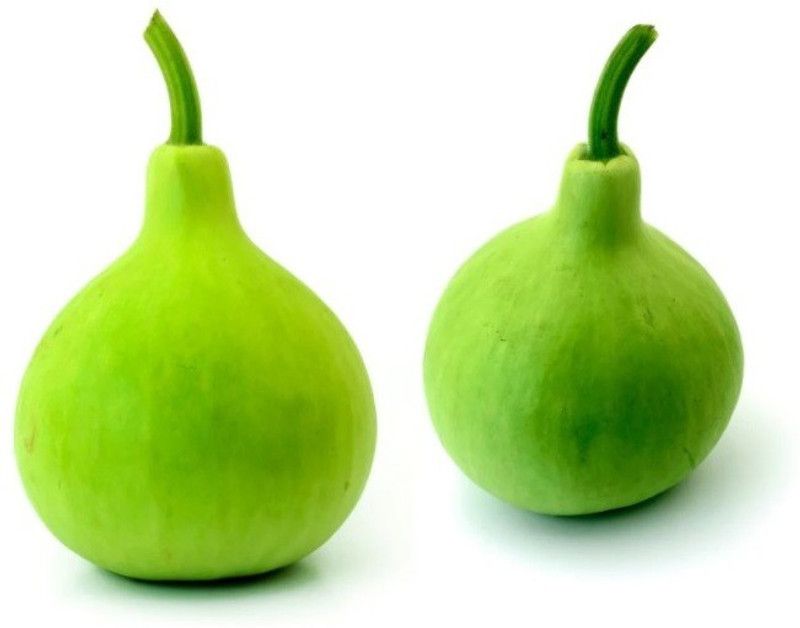 UGRA Bulb Type (Latu) Bottle gourd Seed  (400 per packet)