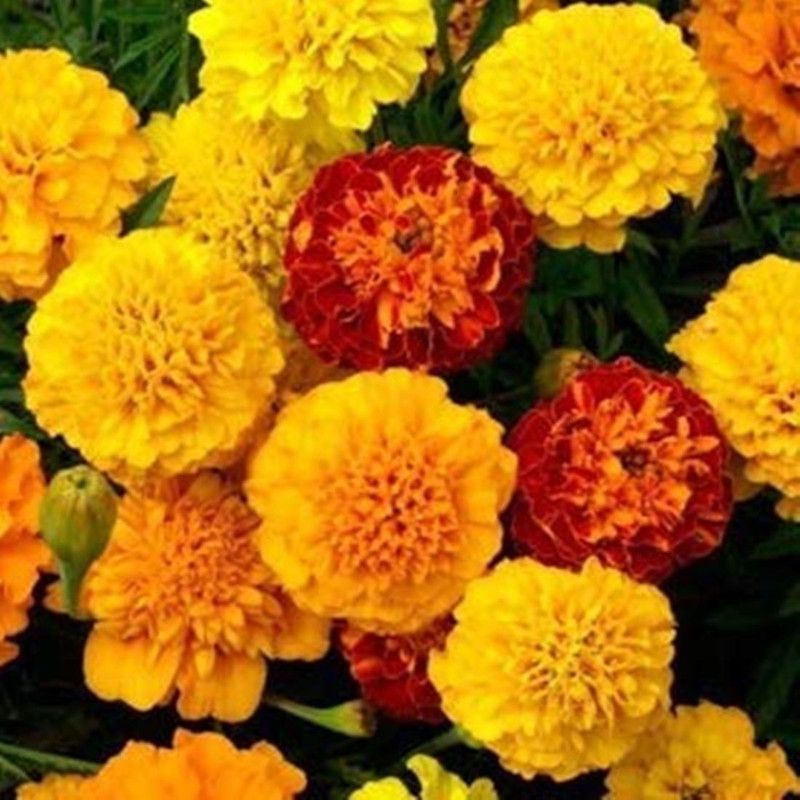 The Entacloo Marigold Plant  (Hybrid, Pack of 2)