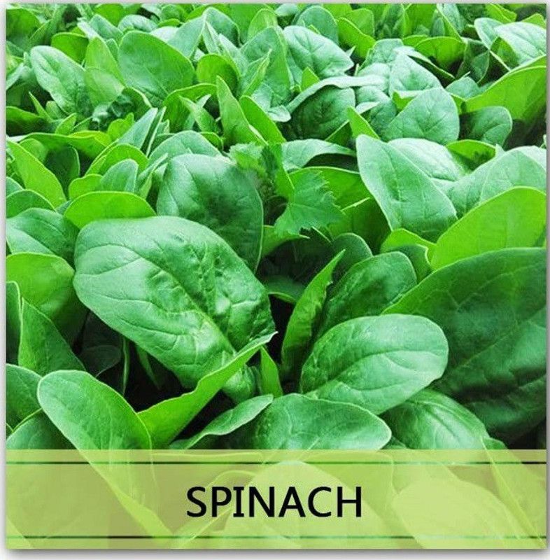 CYBEXIS Heirloom Spinach Seeds4000 Seeds Seed  (4000 per packet)