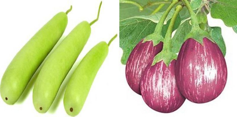 dreamseawaves Bottle Gourd&F1 Hybrid Brinjal MK Seed  (20 per packet)