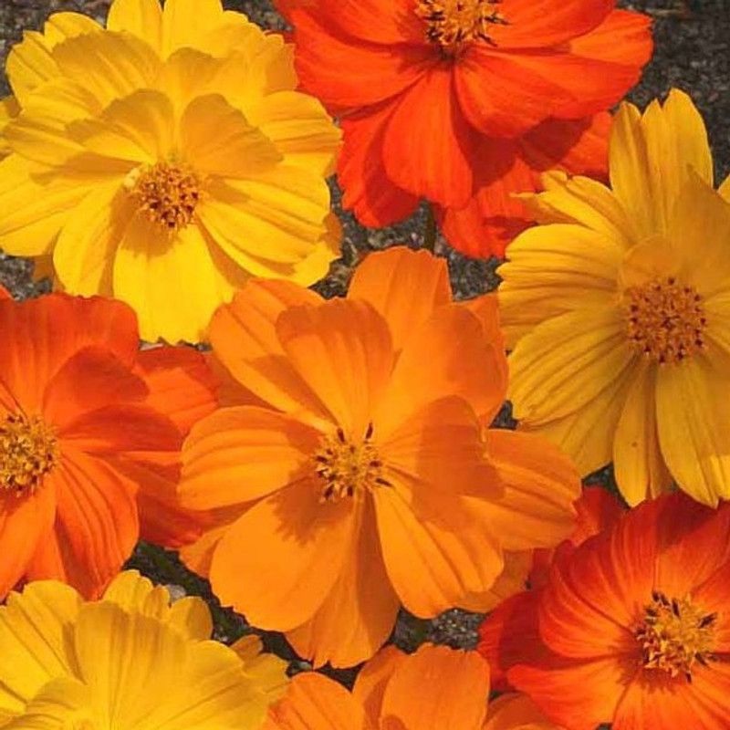 Paudha Cosmos Orange Seed  (53 per packet)