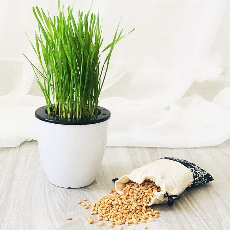 VibeX ™ MXI-1483-Organic Wheat Grass Seeds Seed  (50 per packet)