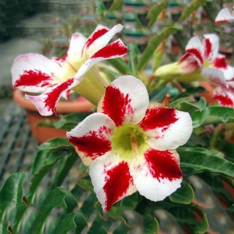 VibeX LX-13 - Adenium Obesum - (315 Seeds) Seed  (315 per packet)
