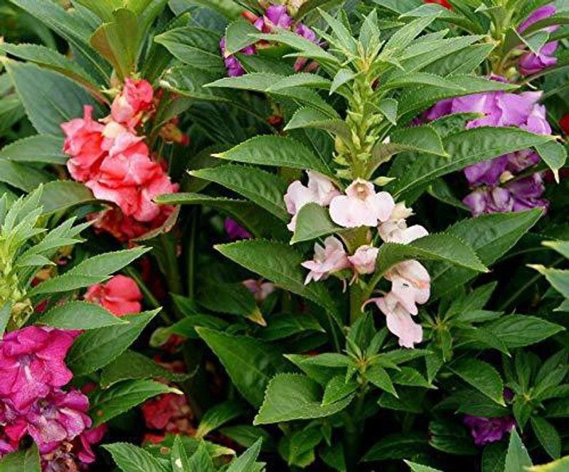 KANAYA Balsam Rose Hybrid Flower Seed  (105 per packet)