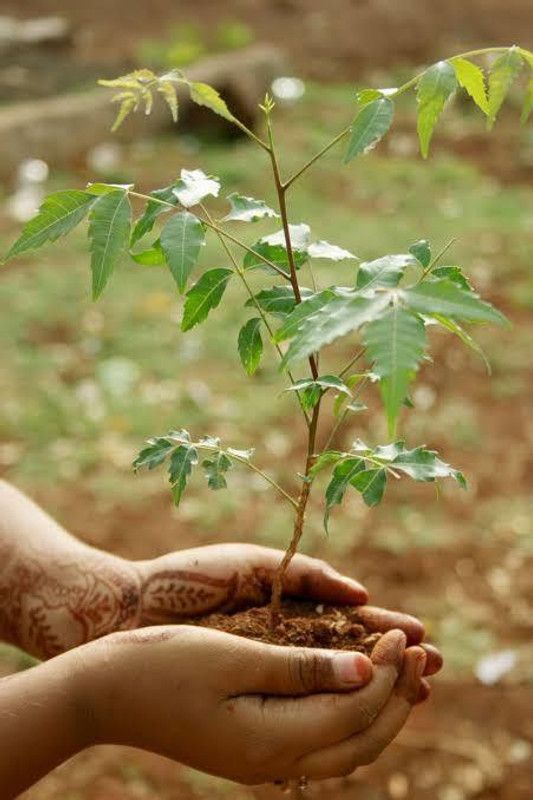 HEALTHY PLANT Neem Plant  (Pack of 1)