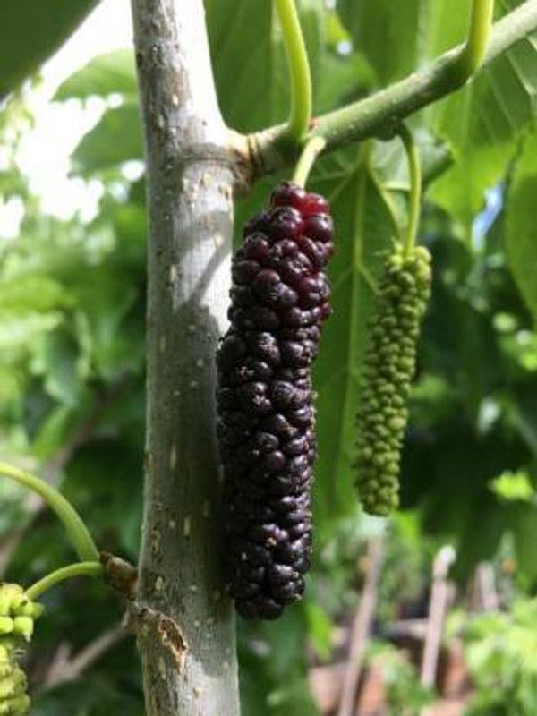 MAITRA AND SONS Shahtoot/Mulberry Plant  (Hybrid, Pack of 1)