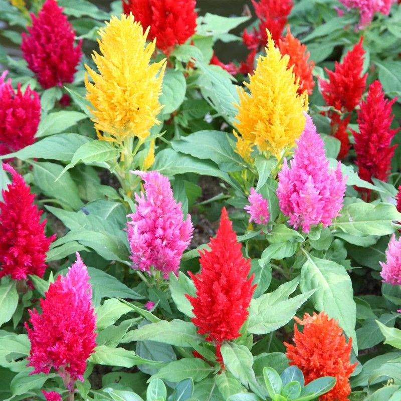 XOLDA Celosia Flower Seed  (230 per packet)
