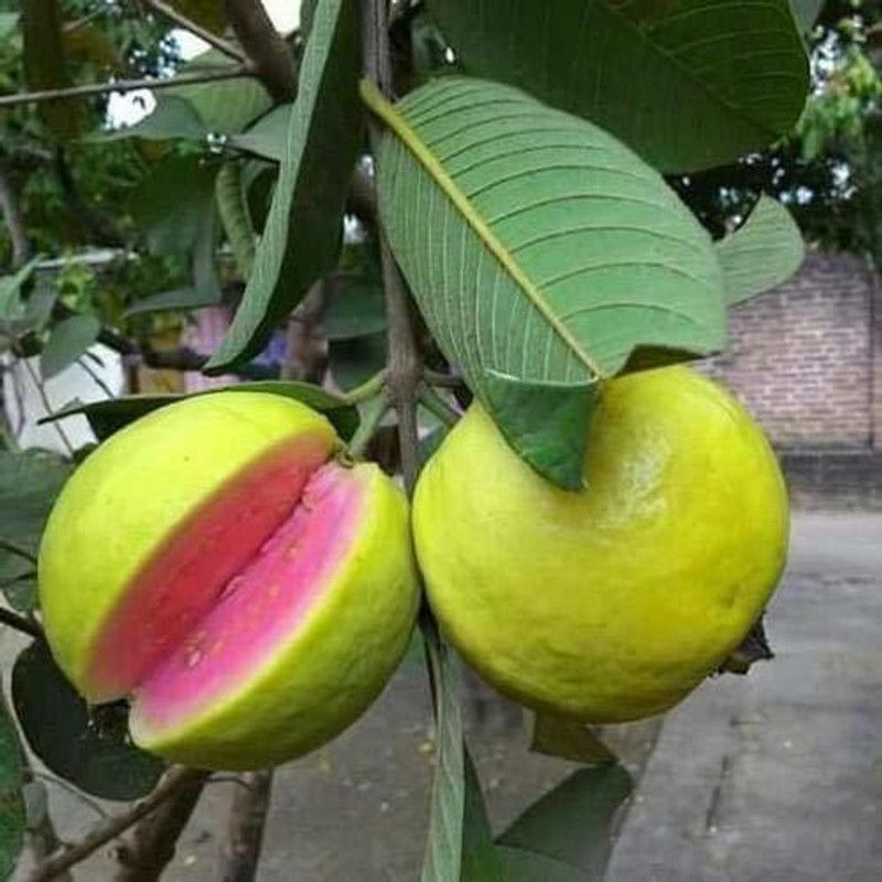 Gurveplantationi Guava Plant  (Hybrid, Pack of 1)