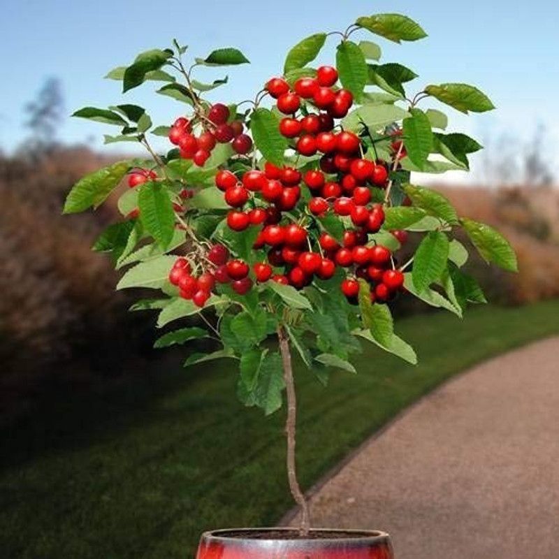 MAA Cherry, Sweet Cherry Seed  (11 per packet)