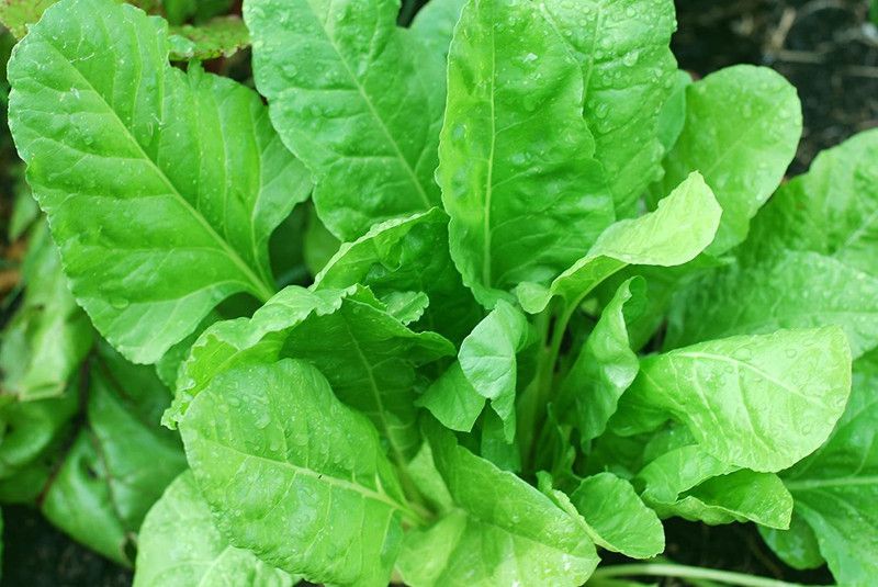 Nodoc Palak Seed  (23 per packet)