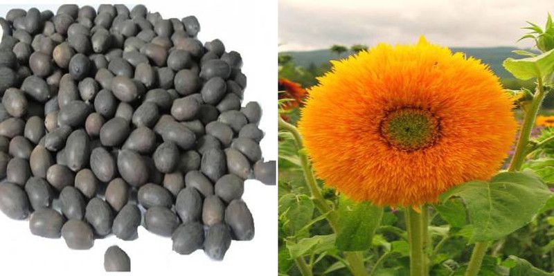 xcentax Lotus & sungold Seed  (20 per packet)