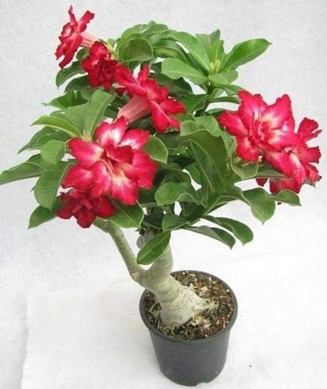 PlantsKingdom Adenium Plant  (Hybrid, Pack of 1)