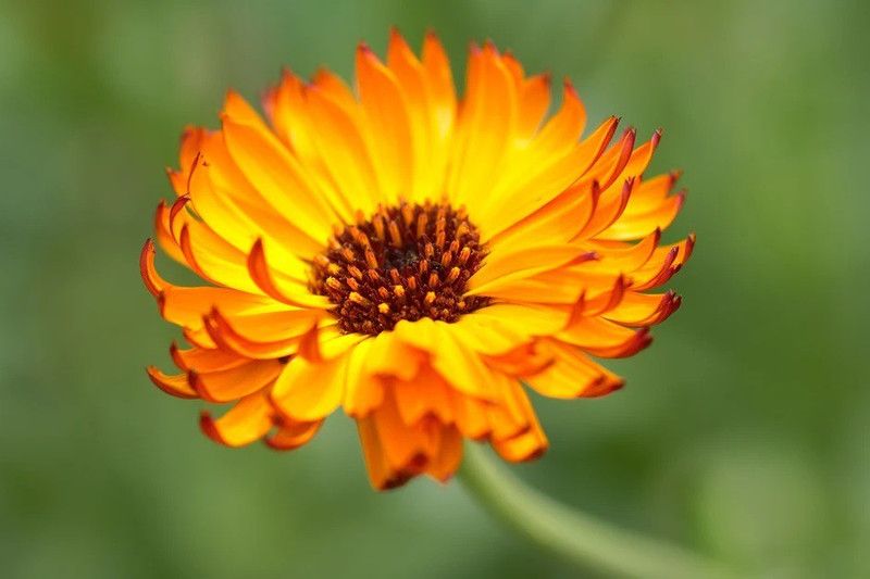Lippy Calendula Indian Prince Seed  (100 per packet)