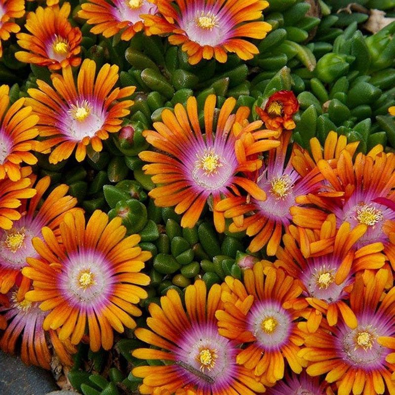 KANAYA Ice Flower / Mesembryanthemum Flower Seed  (33 per packet)