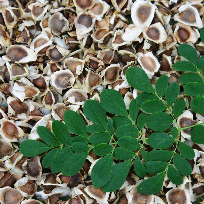 VibeX ® VLR-30 Moringa Seeds Non-GMO Organic Seed  (100 per packet)