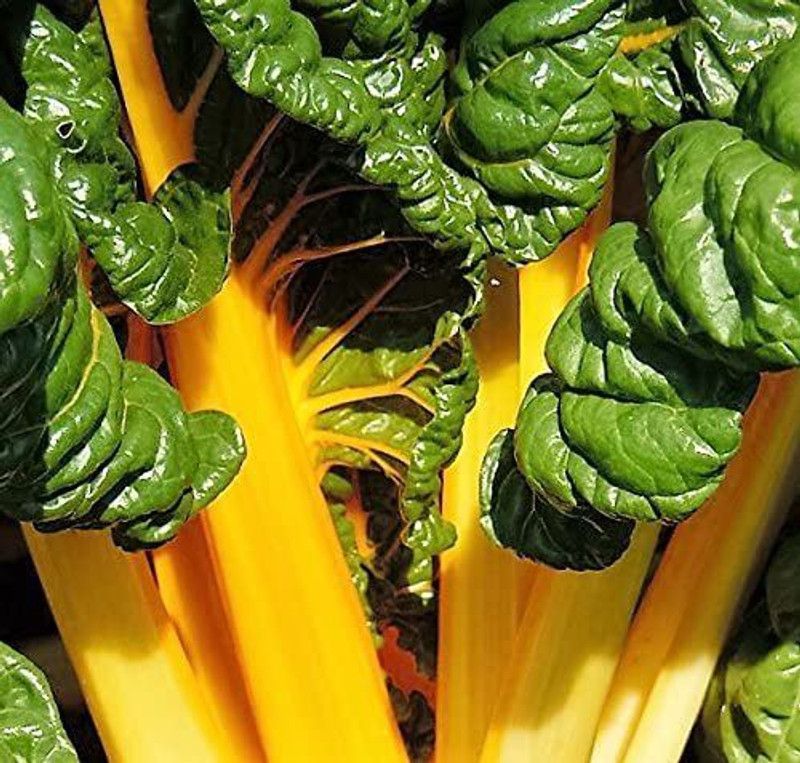Mozette Swiss Chard Yellow Seed  (48 per packet)
