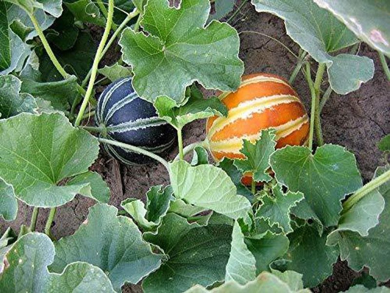 JRYU Muskmelon fruit home garden Seed  (30 per packet)