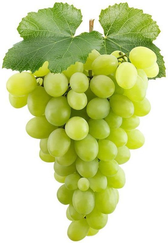 XOLDA Grapes Fruit Seed  (25 per packet)
