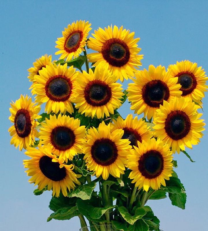 Mozette Sunflower Seed  (55 per packet)